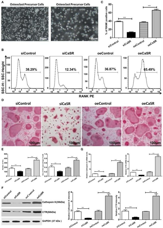 RANK Antibody in Flow Cytometry (Flow)