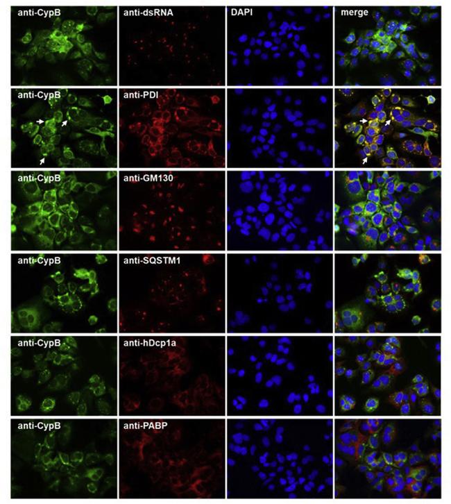 Cyclophilin B Antibody in Immunocytochemistry (ICC/IF)