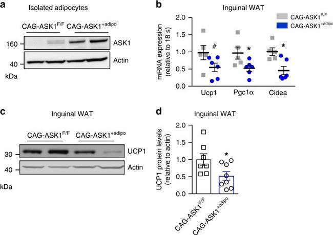 UCP1 Antibody in Western Blot (WB)