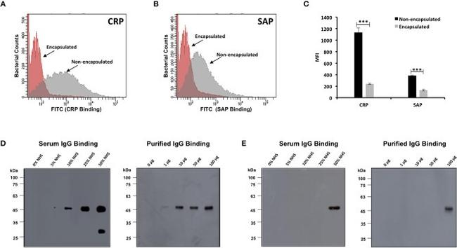 CRP Antibody in Flow Cytometry (Flow)