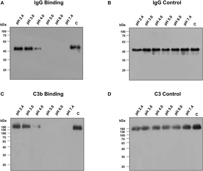 Complement C3b Antibody in Western Blot (WB)