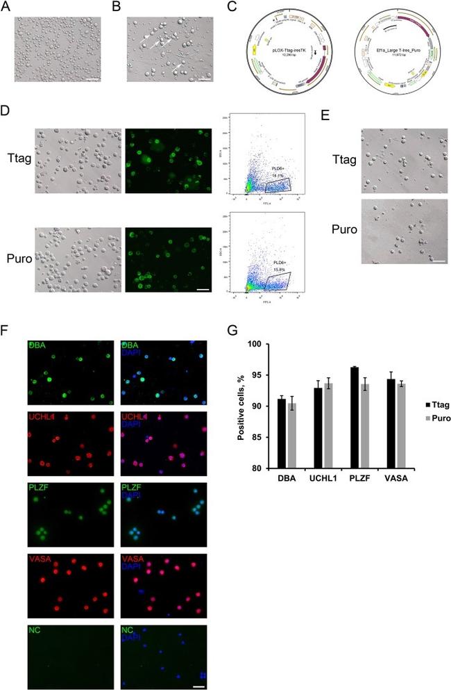 PLZF Antibody in Immunocytochemistry (ICC/IF)