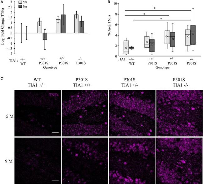 TNF alpha Antibody in Immunohistochemistry (IHC)