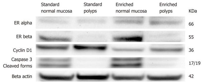 beta Actin Antibody in Western Blot (WB)