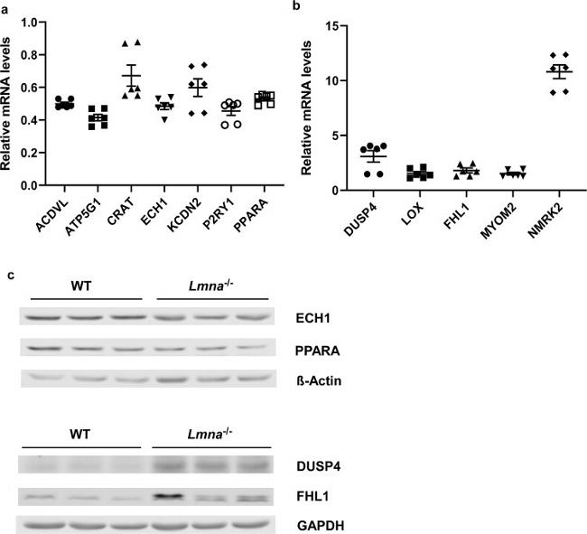 ECH1 Antibody in Western Blot (WB)