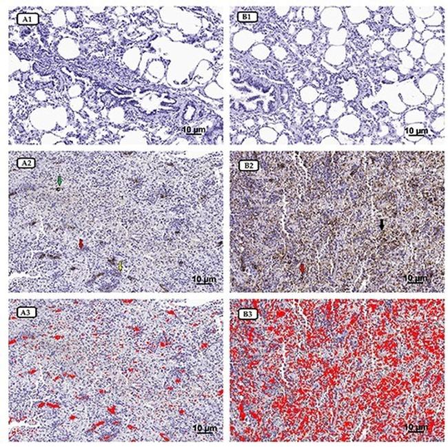 MIF Antibody in Immunohistochemistry (IHC)