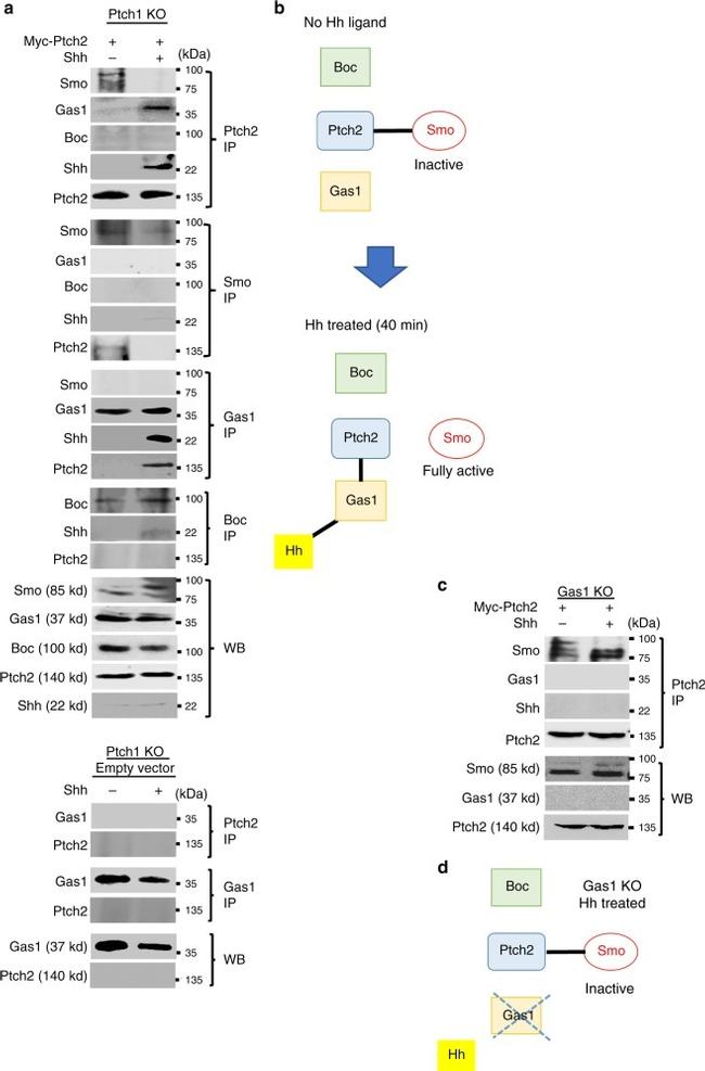 PTCH2 Antibody in Western Blot, Immunoprecipitation (WB, IP)