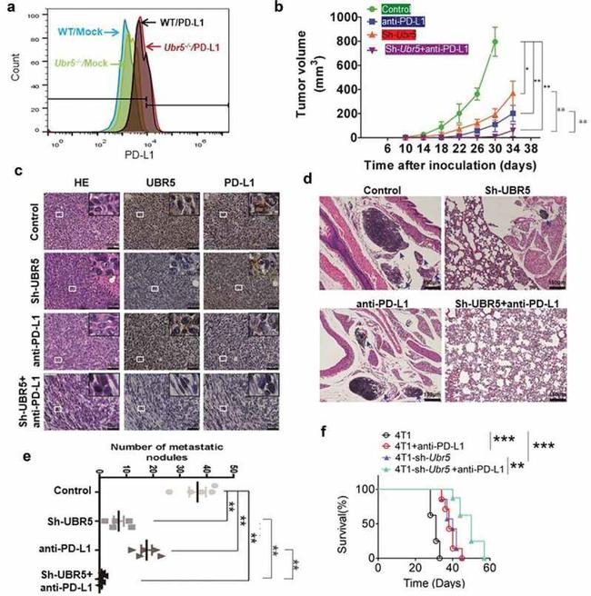 PD-L1 Antibody in Immunohistochemistry (IHC)