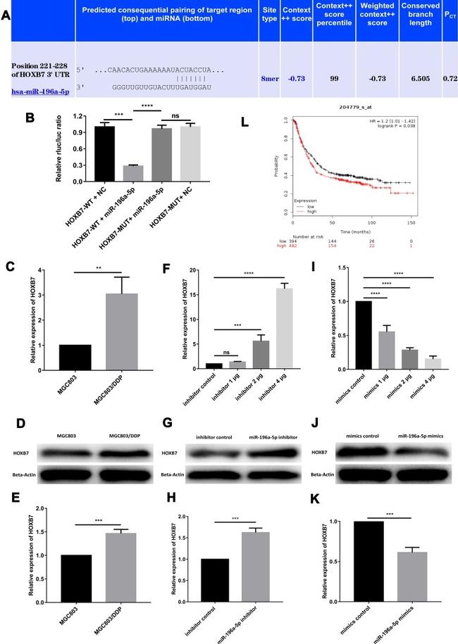 HOXB7 Antibody in Western Blot (WB)