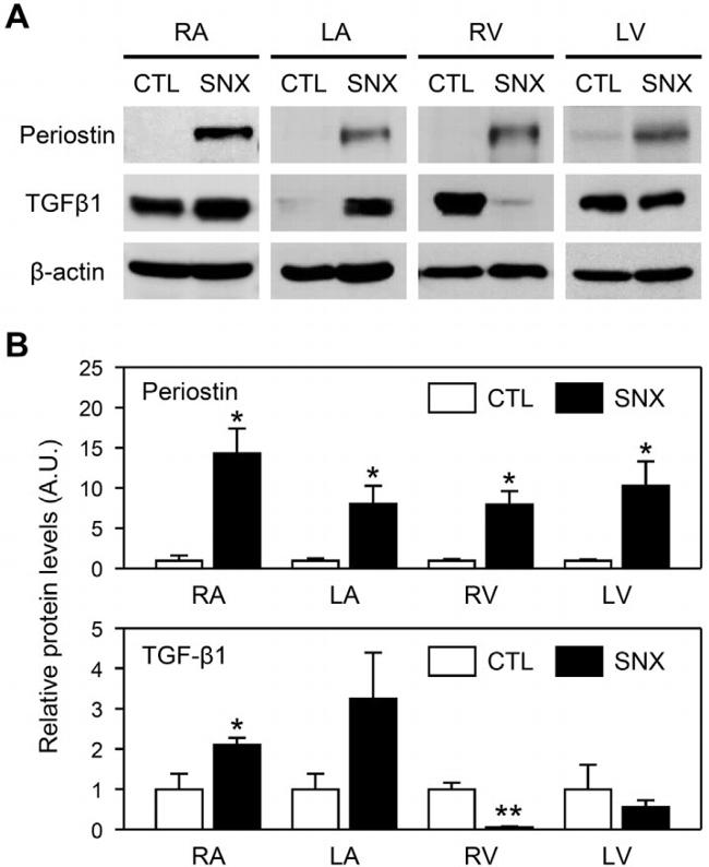 TGF beta-1 Antibody in Western Blot (WB)