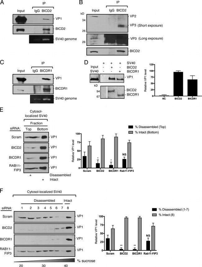 CCDC64 Antibody in Western Blot, Immunoprecipitation (WB, IP)