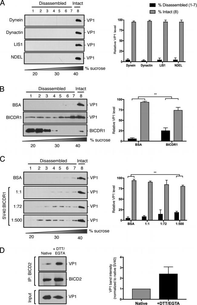 CCDC64 Antibody in Western Blot (WB)