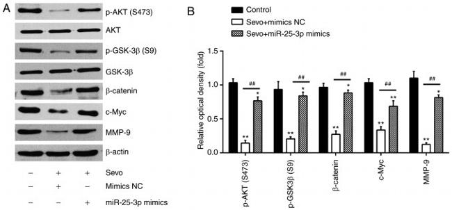 GSK3 alpha/beta Antibody in Western Blot (WB)