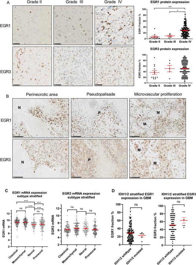 EGR3 Antibody in Immunohistochemistry (IHC)