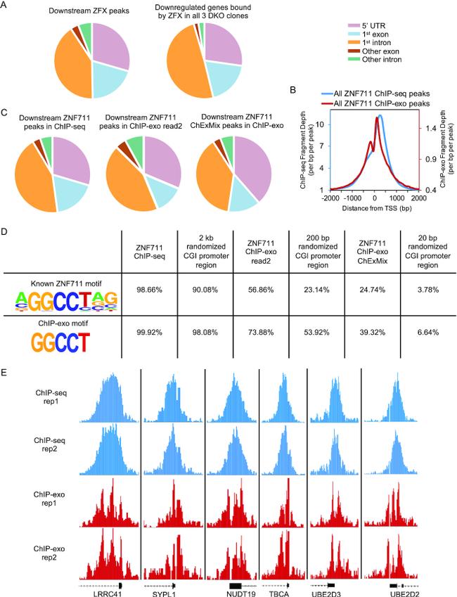 ZNF711 Antibody in ChIP Assay (ChIP)