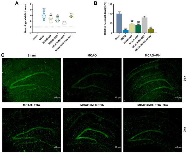 NeuN Antibody in Immunohistochemistry (IHC)