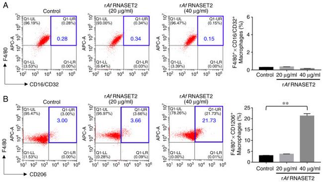 CD206 Antibody in Flow Cytometry (Flow)