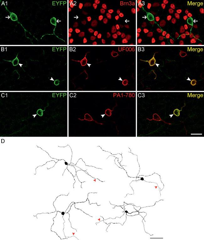 Opsin 4 Antibody in Immunocytochemistry (ICC/IF)