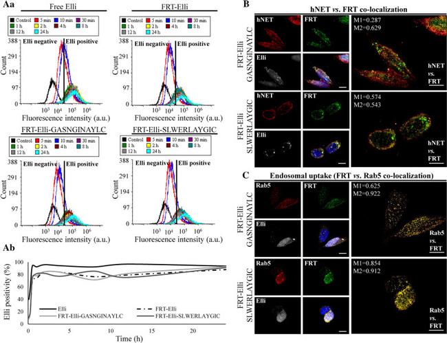 RAB5 Antibody in Immunocytochemistry (ICC/IF)