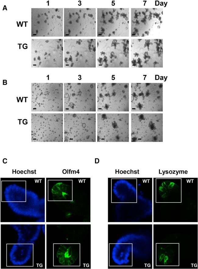 Lysozyme Antibody in Immunocytochemistry (ICC/IF)