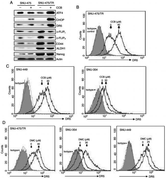 TRAIL-R2 (DR5) Antibody in Flow Cytometry (Flow)