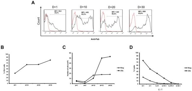 CD20 Antibody in Flow Cytometry (Flow)