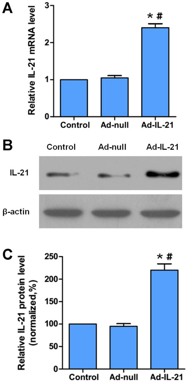 Actin Antibody in Western Blot (WB)