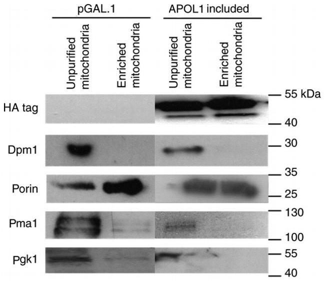 PMA1 Antibody in Western Blot (WB)