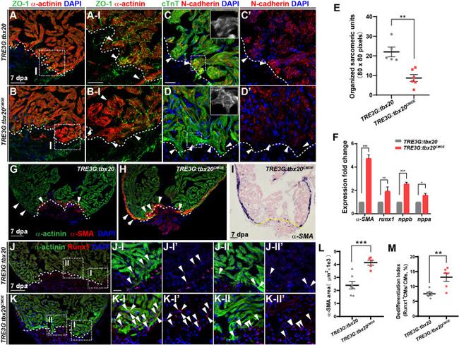 ZO-1 Antibody in Immunohistochemistry (IHC)