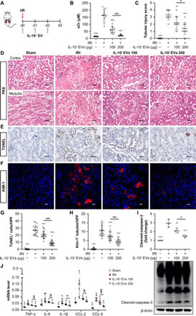 CD365 (TIM1) Antibody in Immunohistochemistry (IHC)