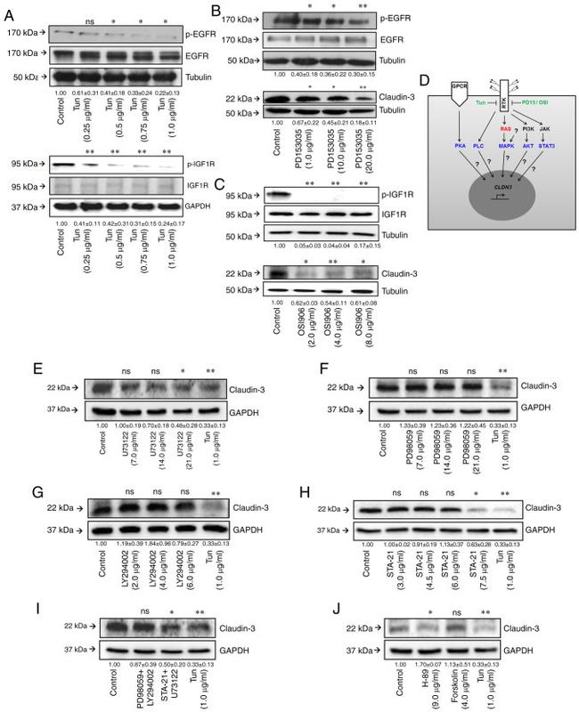 Claudin 3 Antibody in Western Blot (WB)