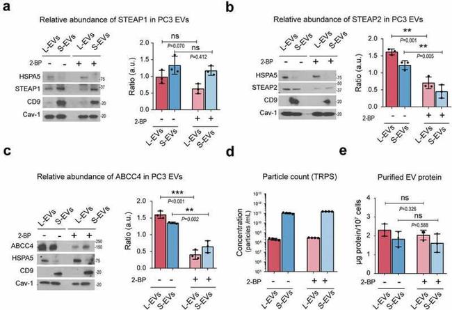 STEAP2 Antibody in Western Blot (WB)