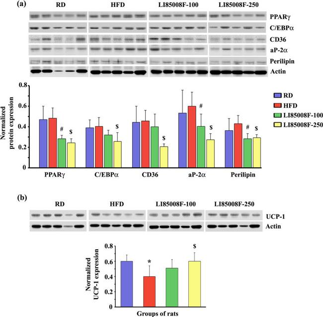 UCP1 Antibody in Western Blot (WB)