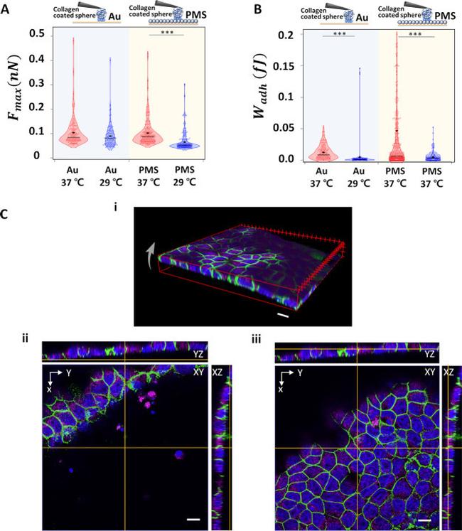 ZO-1 Antibody in Immunocytochemistry (ICC/IF)