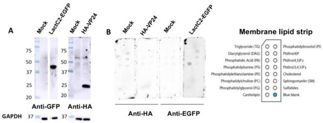 eGFP Antibody in Western Blot (WB)