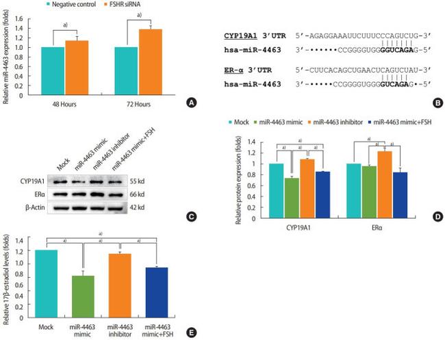 beta Actin Antibody in Western Blot (WB)