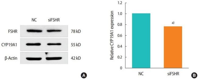 beta Actin Antibody in Western Blot (WB)