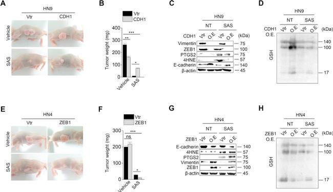 COX2 Antibody in Western Blot (WB)