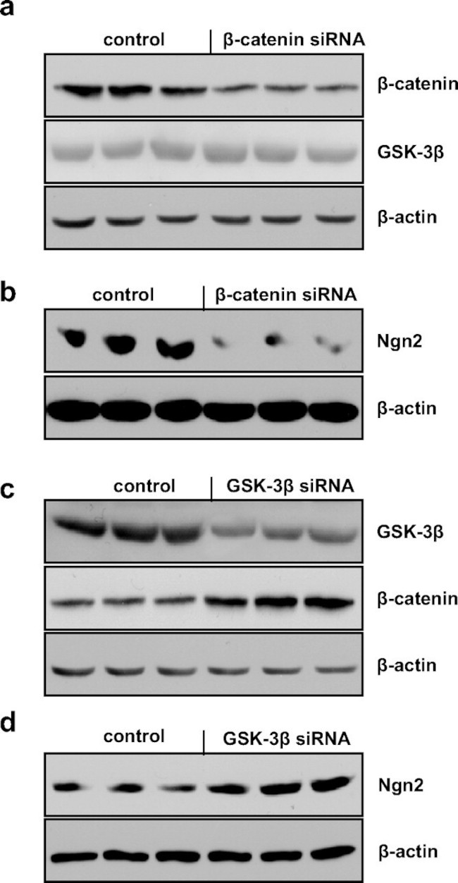 GSK3B Antibody