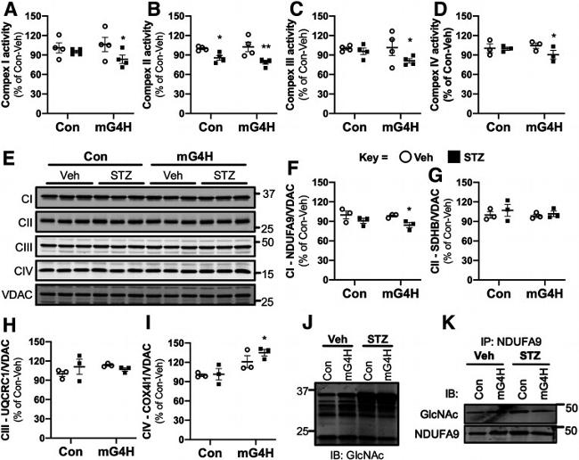 VDAC Antibody in Western Blot (WB)