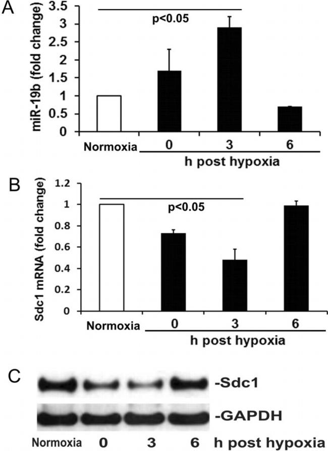 GAPDH Antibody in Western Blot (WB)