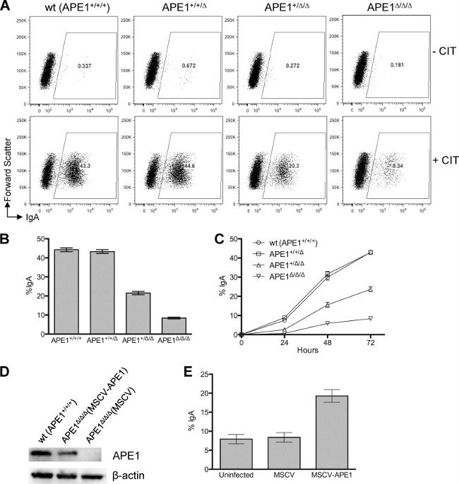 CD40 Antibody in Flow Cytometry (Flow)