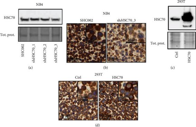 HSC70 Antibody in Western Blot (WB)