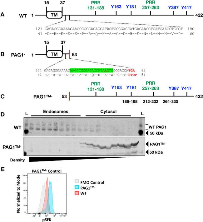 PAG1 Antibody in Western Blot (WB)