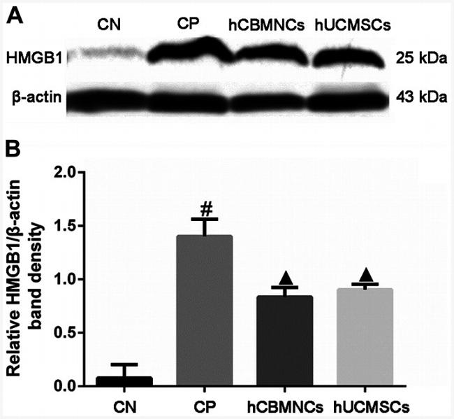 HMGB1 Antibody in Western Blot (WB)