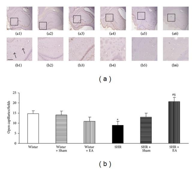 CD31 Antibody