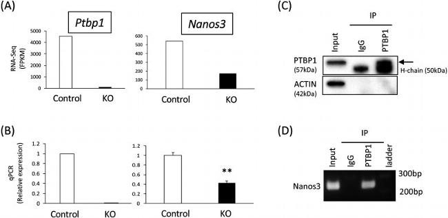 PTBP1 Antibody in Western Blot, Immunoprecipitation, RNA Immunoprecipitation (WB, IP, RIP)