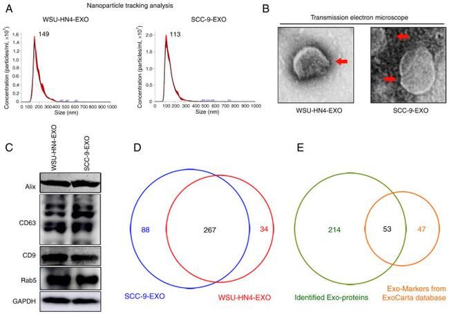 CD9 Antibody in Western Blot (WB)