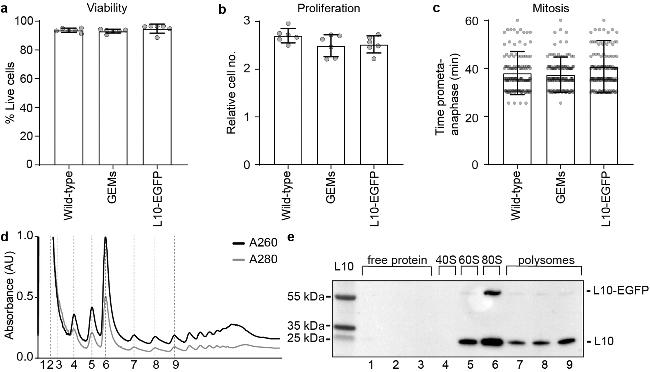 RPL10 Antibody in Western Blot (WB)