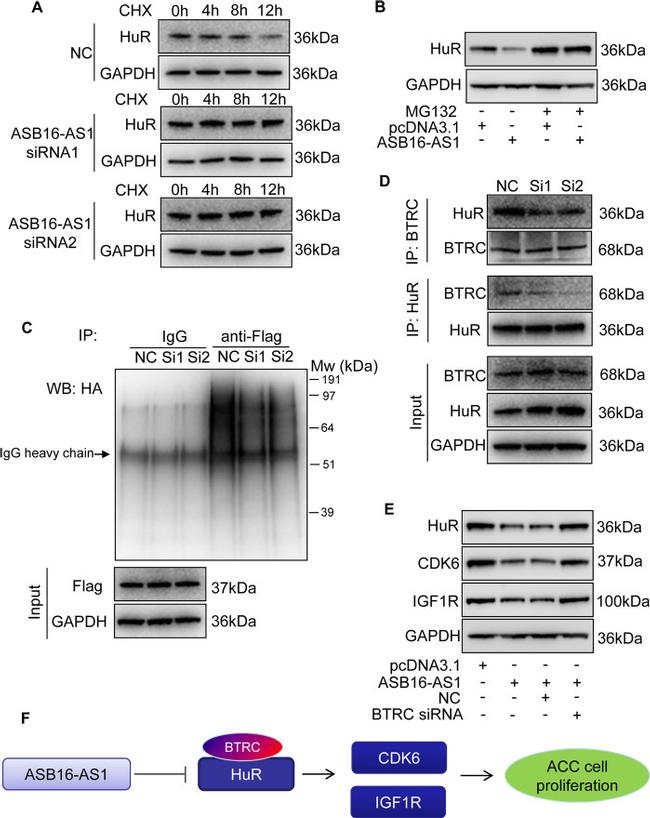 BTRC Antibody in Western Blot, Immunoprecipitation (WB, IP)